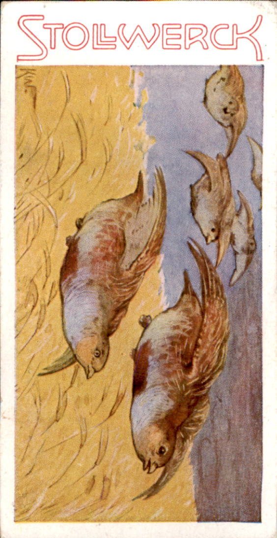 /Germany/Stollwerck/Animals/DE_Stollwerck_1932_Aus dem Tierreich (173).jpg